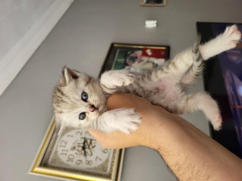 Mükemmel scottish fold bebeklerim