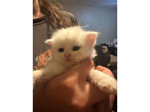 13 nisan doğumlu beyaz scottish fold bebekler