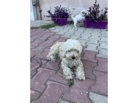 Maltese çok tatlı kopegimiz disi uyumlu