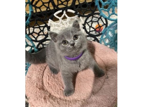 Güzeller güzeli brıtısh shorthair yavrularım 