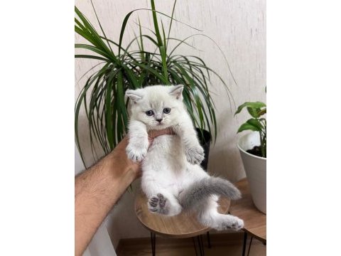 Teslime hazır silver point british shorthair yavrum