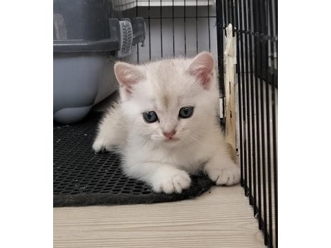 British shorthair ve longhair golden ve golden point yavru
