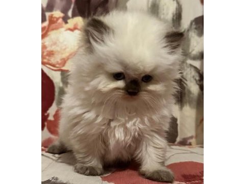 Golden tabby ve british short-longhair yavrularımız