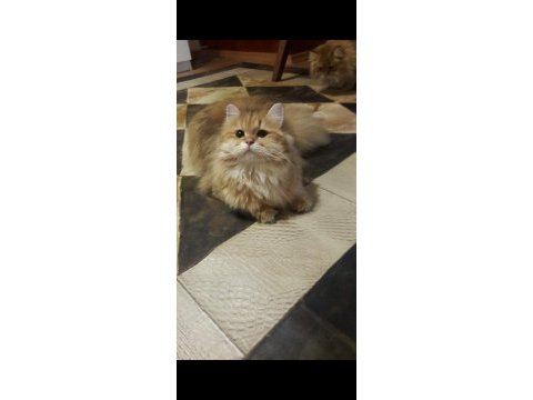 British longhair golden ny11