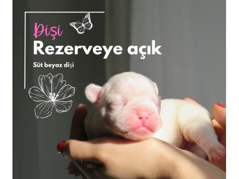 Brillante de arte kennel'dan süt beyaz french bulldog