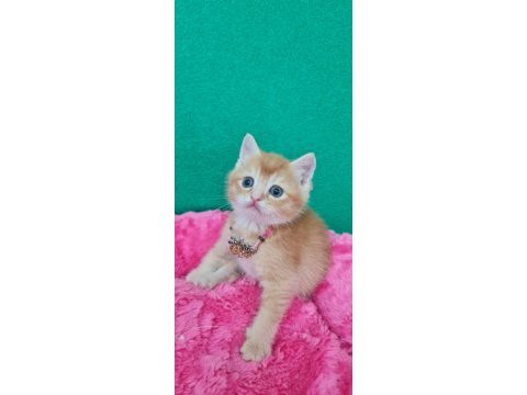 Showklas kalitede topaç kafa british shorthair golden