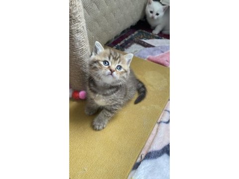 British shorthair evlatlar rezerveye açık