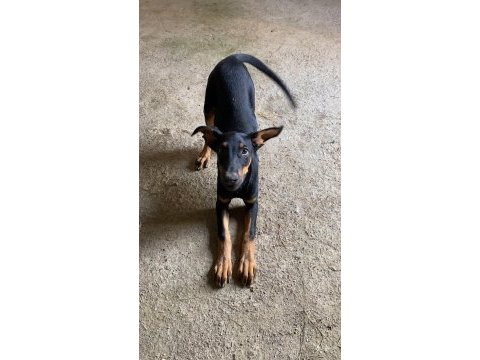 Varsa daha iyi doberman o da annesi