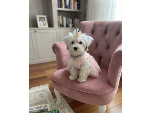 Dünyalar güzeli prenses köpeğimiz