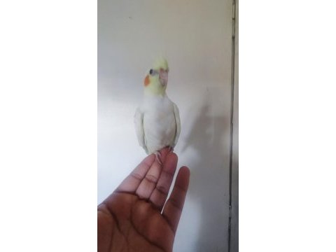 Erkek lutino sultan papağanı yavru