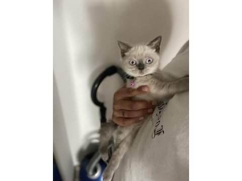 Son british shorthair blue point bebeğime yuva arıyorum