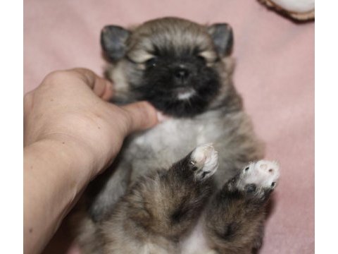 Safkan pomeranian bebekler