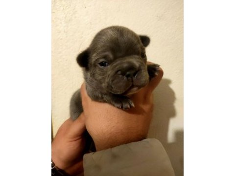 French bulldog