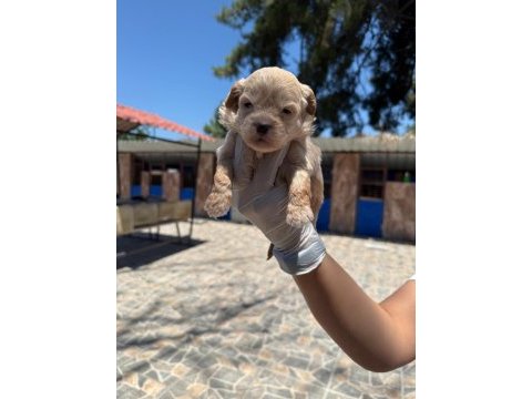 Maltipoo yavrularımız ruhsatlı çiftliğinden