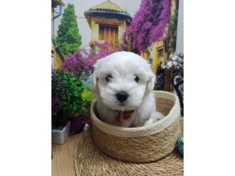 Orjınal safkan 0 burun a kalite maltese terrier