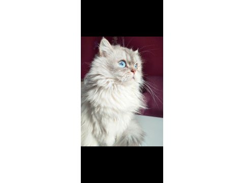 Scottish extra longhair uzun tüy mavi göz
