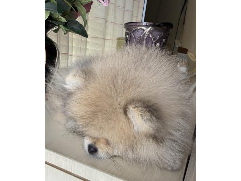 Pomeranian boo köpeği