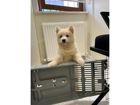 2 buçuk aylık a kalite samoyed yavru