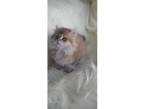 Safkan british longhair ny11 erkek