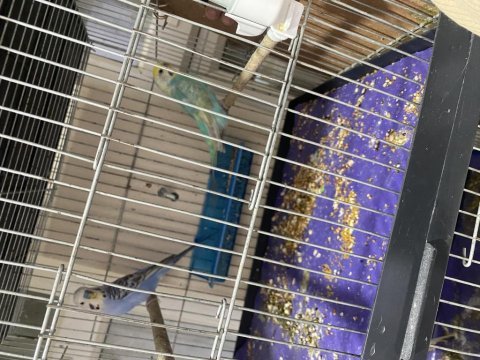 Muhabbet kuşu