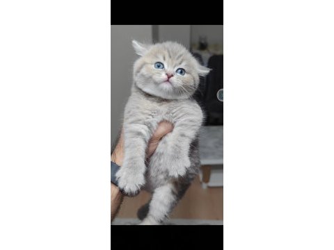 British shorthair kedimiz