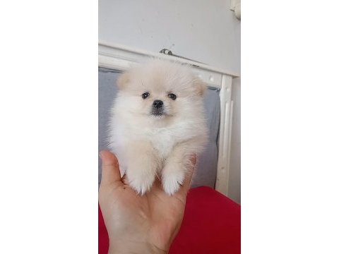 Pomeranian boo erkek