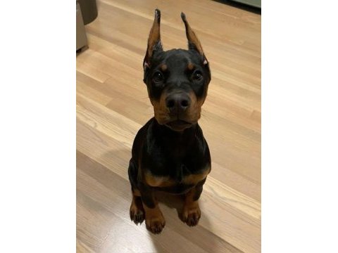 Irk garantili erkek dişi safkan doberman yavrular