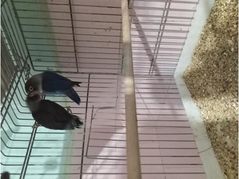 Daha önce yavru alınmış cennet papağanı takımlar
