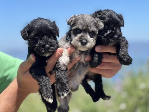 Schnauzer bebekler