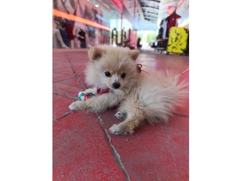Mini pomeranian spitz