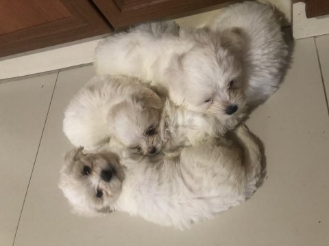 Sahibinden aşılı orjinal maltese terrier yavrular