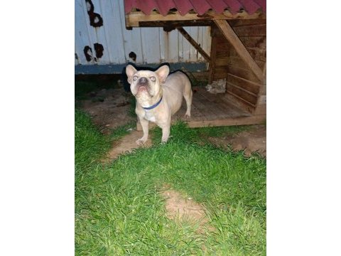 Maviş gözlü french bulldog köpeğim