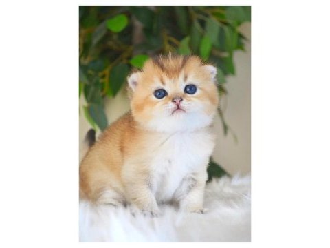 Scottish fold golden dişi