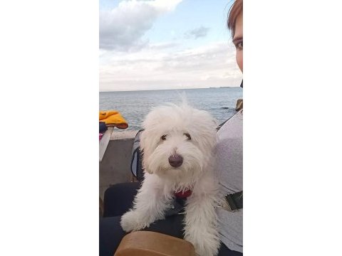 Maltipoo köpeğim ücretsiz sahiplendirilecek