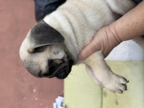 Dişi erkek pug