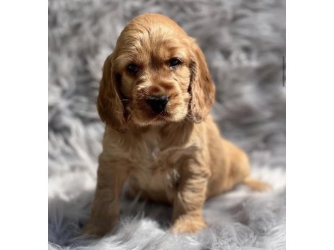 Safkan cocker yavru köpekler