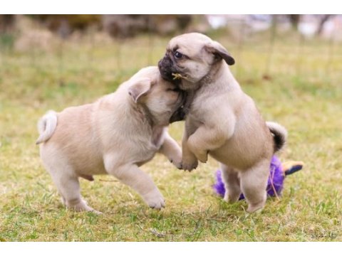 Safkan pug bebeklerim ev ortamı