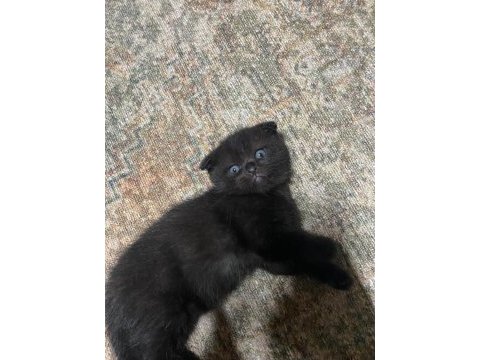 Top kafa scottish fold 2 aylık kardeşler