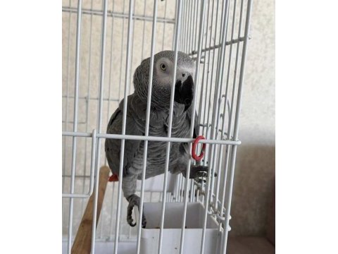 Konuşan jako papağanı ele alışık uysal