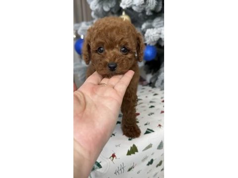 Gerçek kore teacup toy poodle
