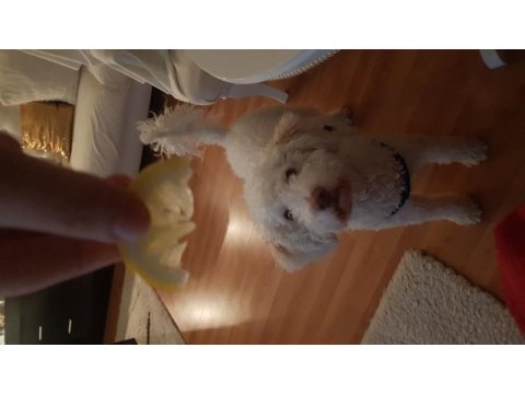 Terrier ve poodle melezi ömürlük yuva arıyor