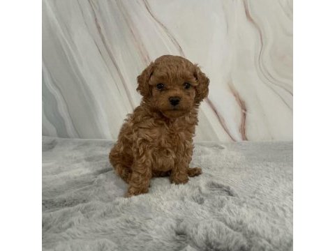 En minik maltipoo