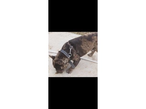 2.5 yaşında merle erkek french bulldog