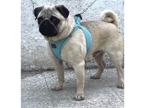 Genç erkek pug