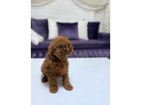 Baby face toy poodle yavrumuz