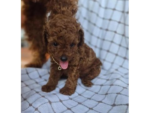 İzmir de ev üretimi wc eğitimli toy poodle