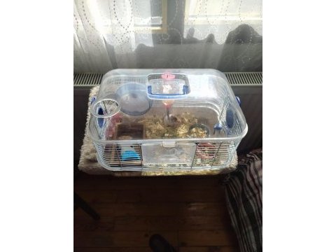 5 aylık erkek hamster