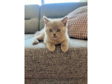 British shorthair dişi kedi yavrusu yuva arıyorum