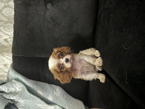 Anne altından cavalier king charles