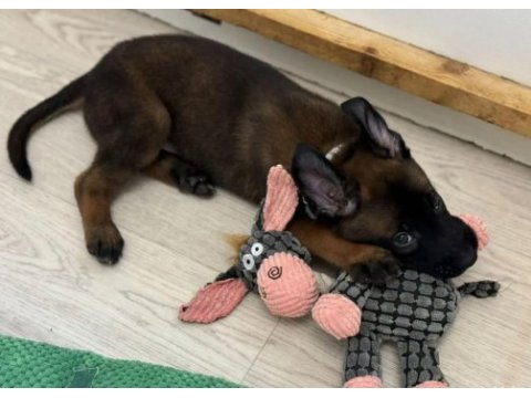 A kalite malinois yavrular